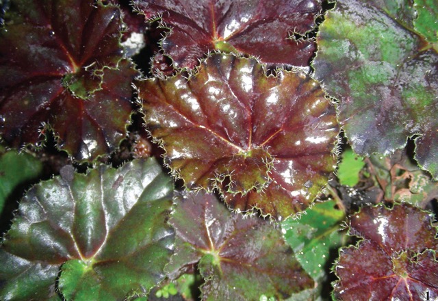 B. ‘National Velvet’